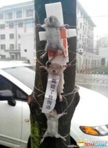 老鼠偷吃蔬菜被抓捆绑“示众” 无辜眼神萌翻网友