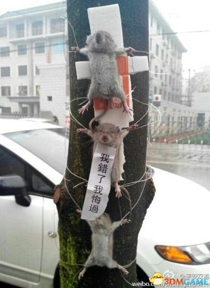 老鼠偷吃蔬菜被抓捆绑“示众” 无辜眼神萌翻网友